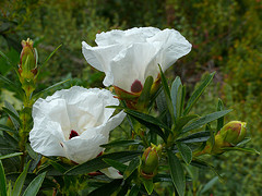 Labdanum Absolute Oil (Rock Rose) 